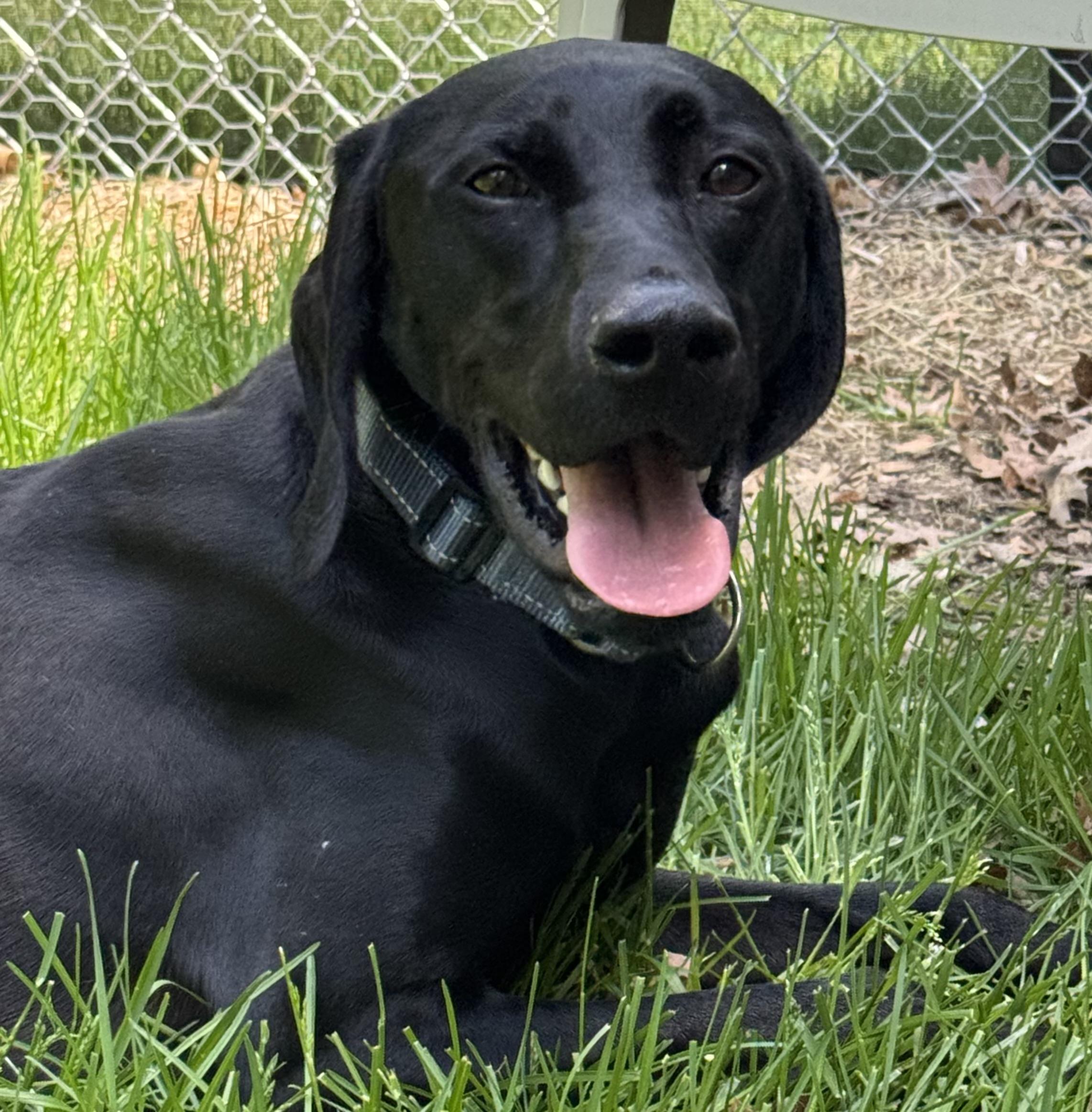 Spencer, an adopted mixed breed in Amery, WI image 2/2