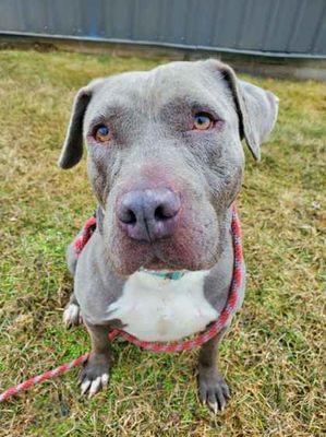 Diesel, ADOPTABLE, Adult Male Pit Bull Terrier.