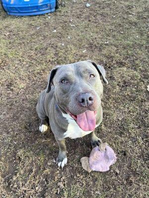Enlarge Diesel, a ADOPTABLE mixed breed in Williamsport, PA image 2/3