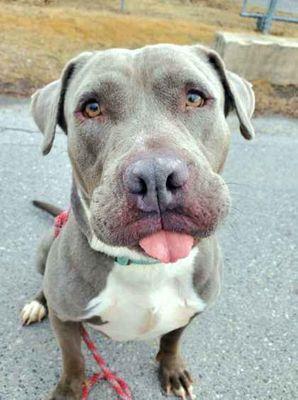 Enlarge Diesel, a ADOPTABLE mixed breed in Williamsport, PA image 3/3