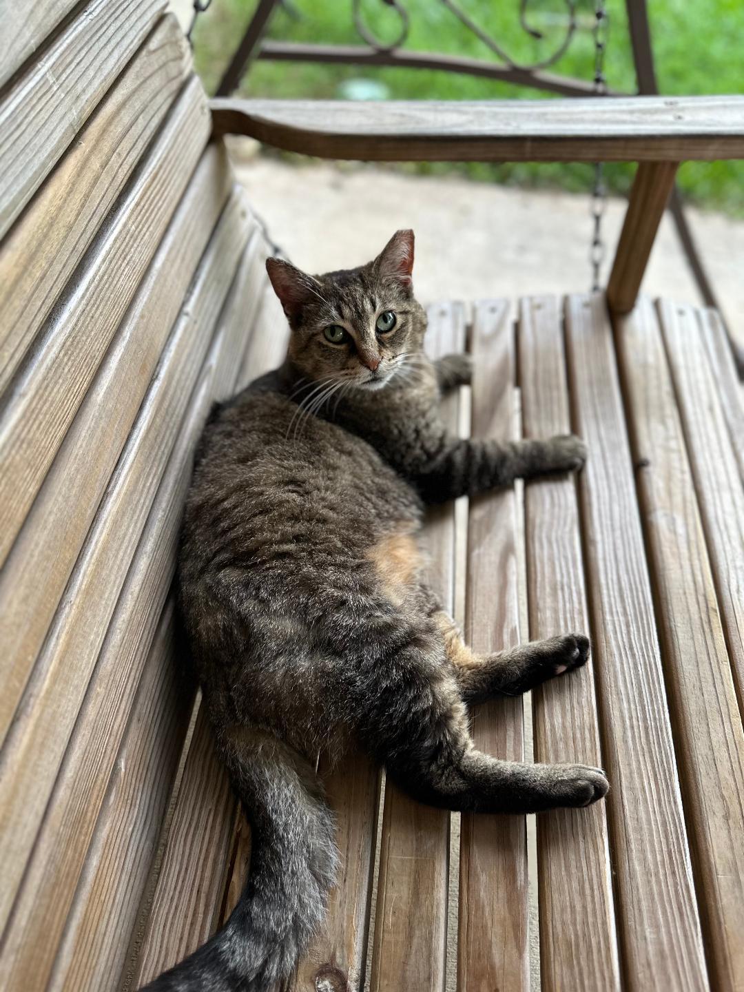 Sketch, Adoptable, Adult Female Domestic Short Hair.