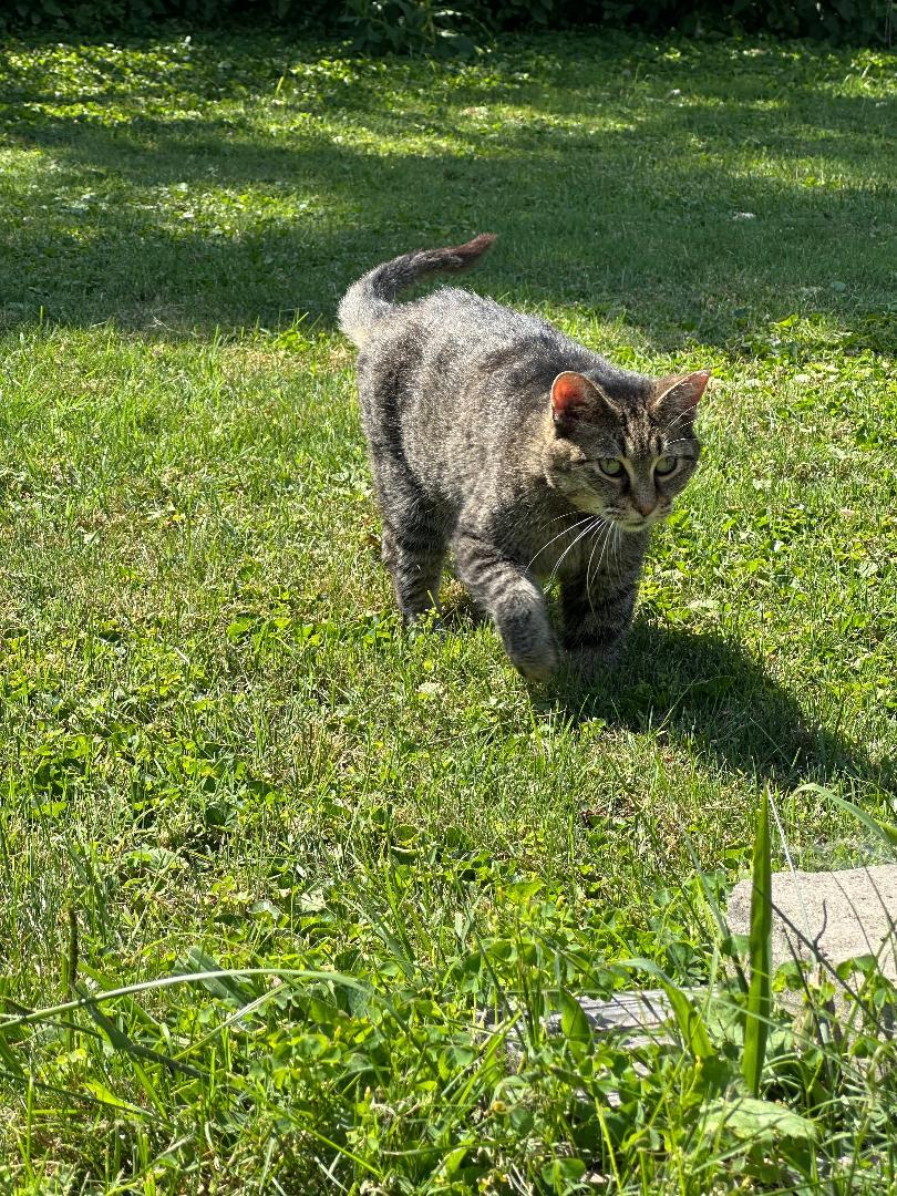 Enlarge Sketch, a Adoptable Domestic Short Hair in Louisville, KY image 2/3