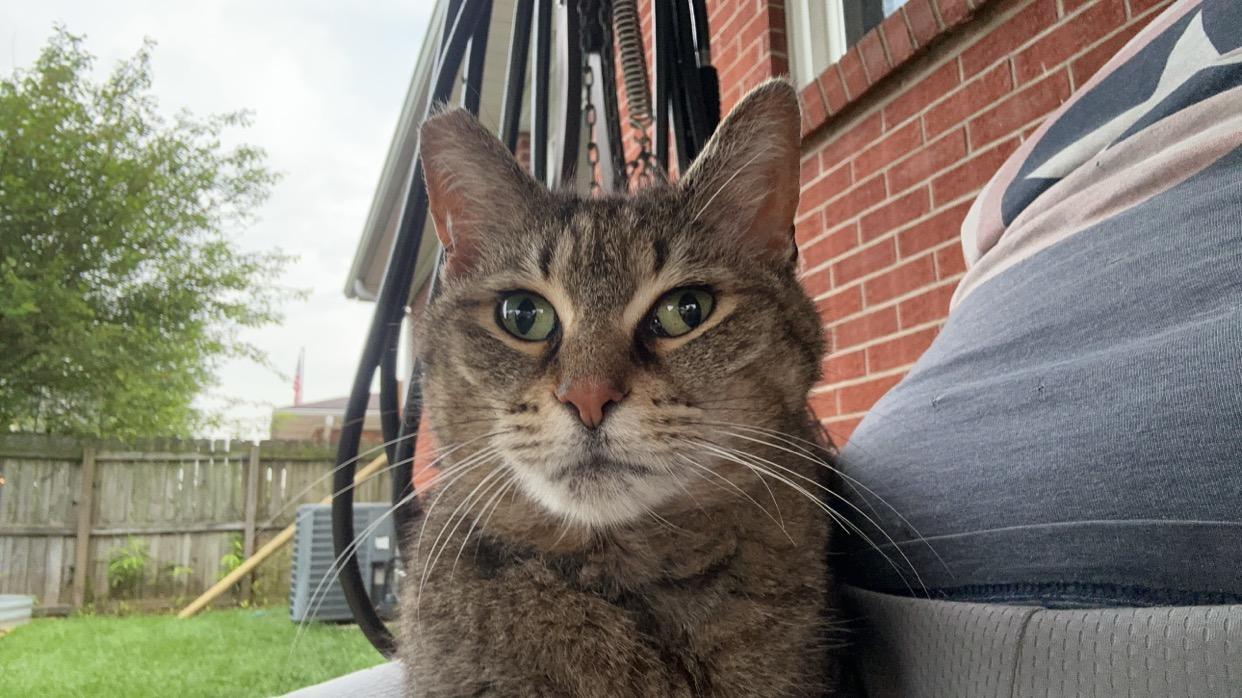 Enlarge Sketch, a Adoptable Domestic Short Hair in Louisville, KY image 3/3