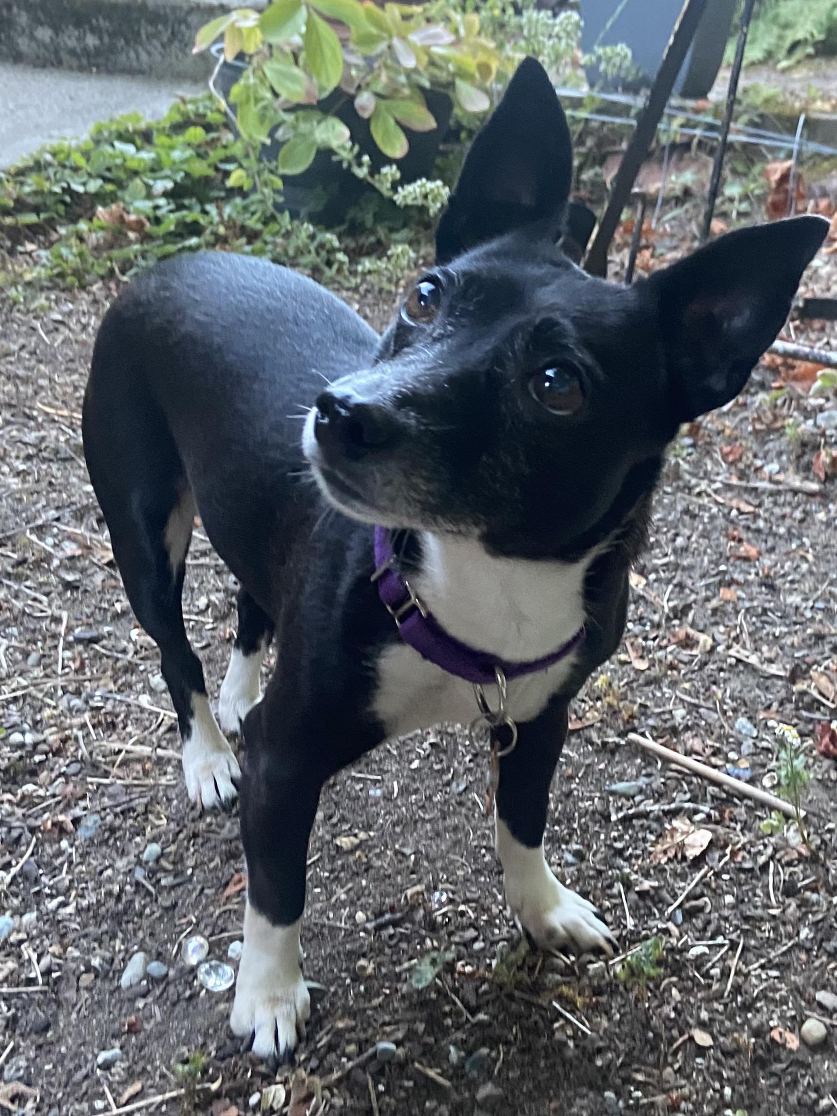 Enlarge Shadow, a Adoptable mixed breed in Silvana, WA image 2/3