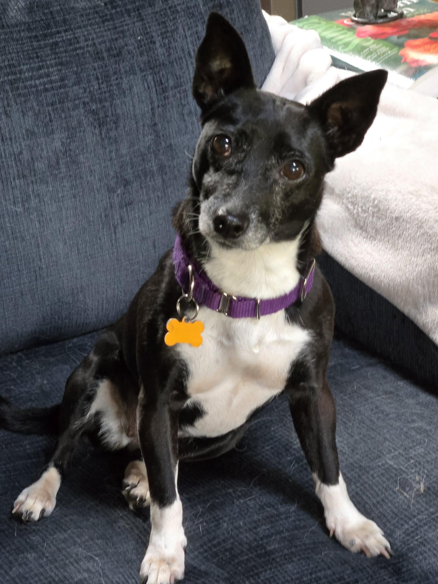 Shadow, Adoptable, Senior Female Rat Terrier.