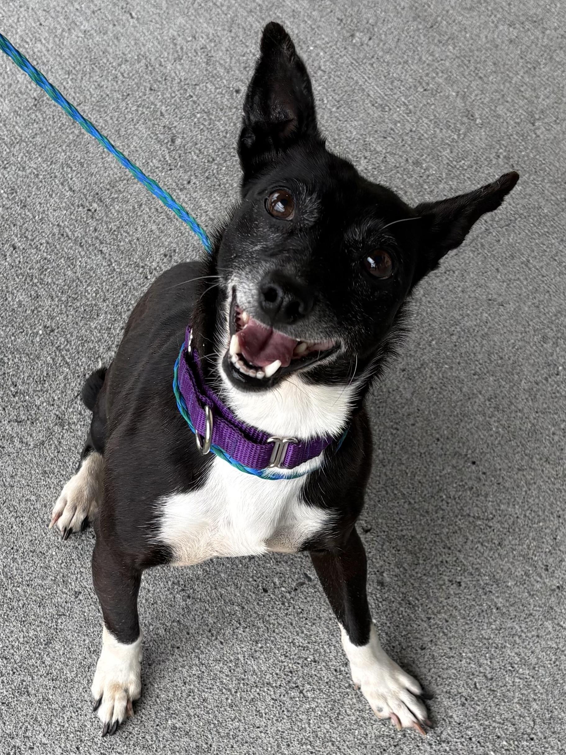 Enlarge Shadow, a ADOPTABLE mixed breed in Silvana, WA image 1/1