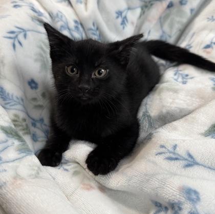 Enlarge Jackson, a ADOPTABLE mixed breed in Tinley Park, IL image 3/3