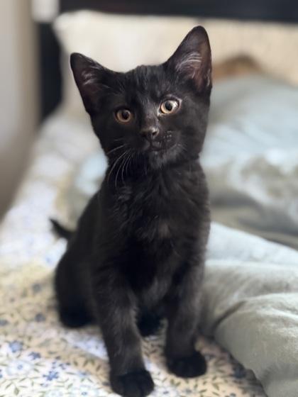 Jackson, ADOPTABLE, Kitten Male Domestic Short Hair.