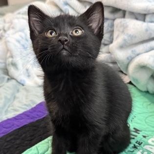 Enlarge Jackson, a ADOPTABLE mixed breed in Tinley Park, IL image 2/3