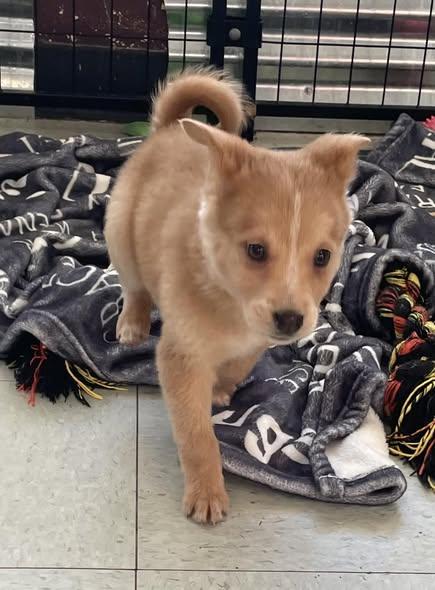 Arnold, star and Jess, Adoptable, Young Male Cattle Dog & Husky.