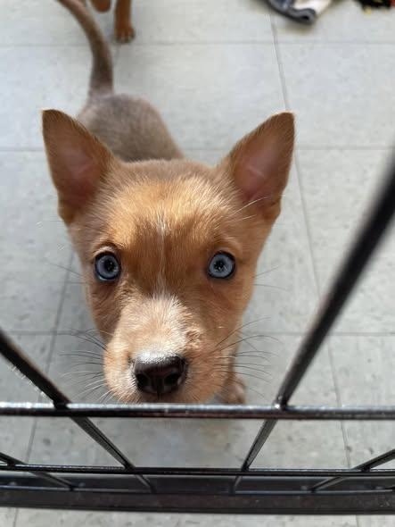 Enlarge Arnold, star and Jess, a Adoptable mixed breed in CLINTON, WA image 2/3