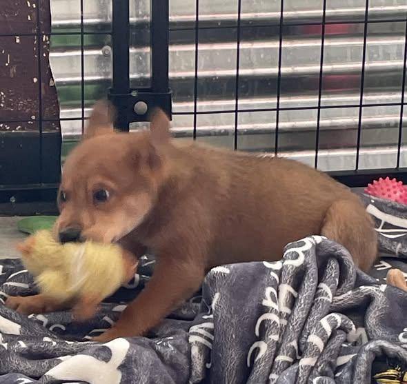 Enlarge Arnold, star and Jess, a Adoptable mixed breed in CLINTON, WA image 3/3