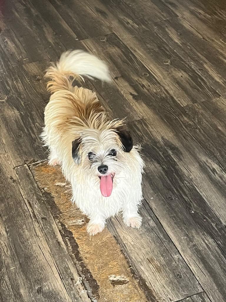 Butch, Adoptable, Young Male Terrier.