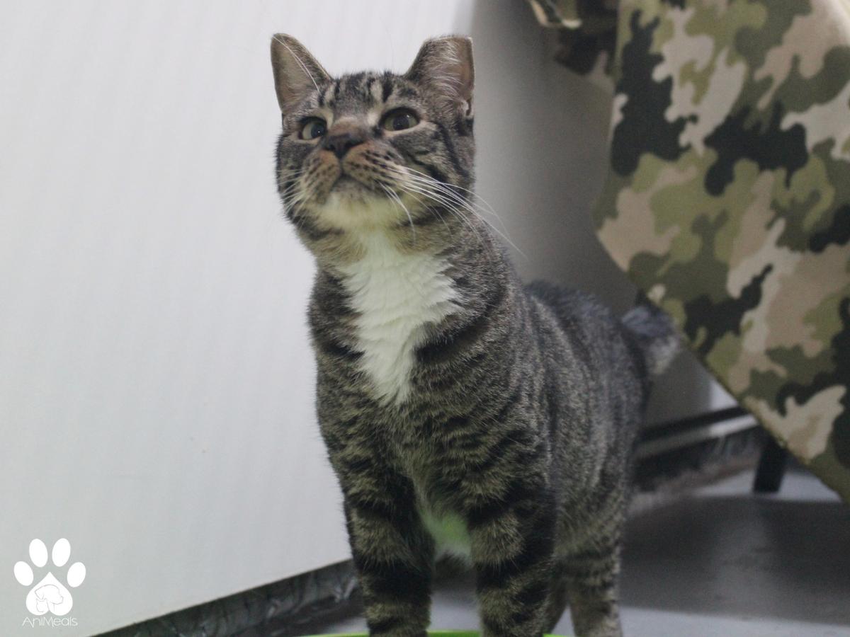 Dakota, Adoptable, Young Female Domestic Short Hair.