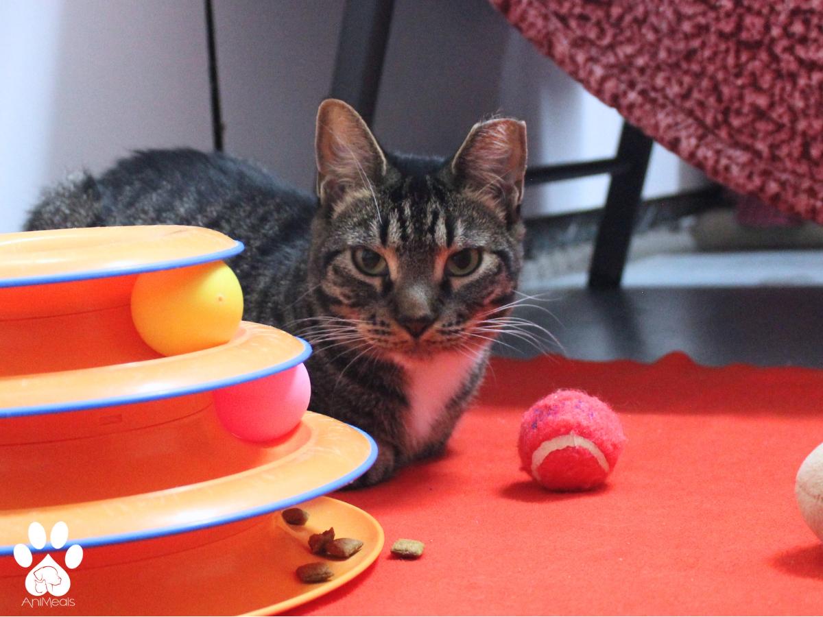 Dakota, a Adoptable Domestic Short Hair in Missoula, MT image 2/3