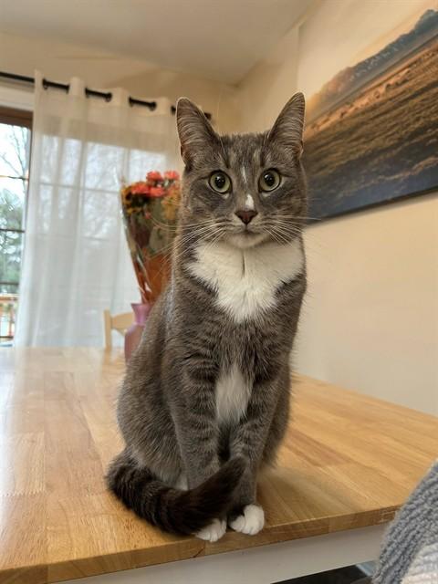 RATTLES, Adoptable, Adult Male Domestic Short Hair.