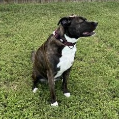 Enlarge Rocco, a Adoptable American Staffordshire Terrier in Salt Lake City, UT image 5/6