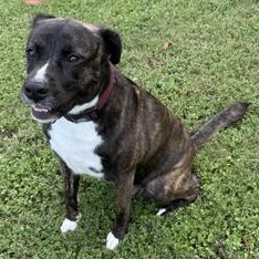 Enlarge Rocco, a Adoptable American Staffordshire Terrier in Salt Lake City, UT image 2/6
