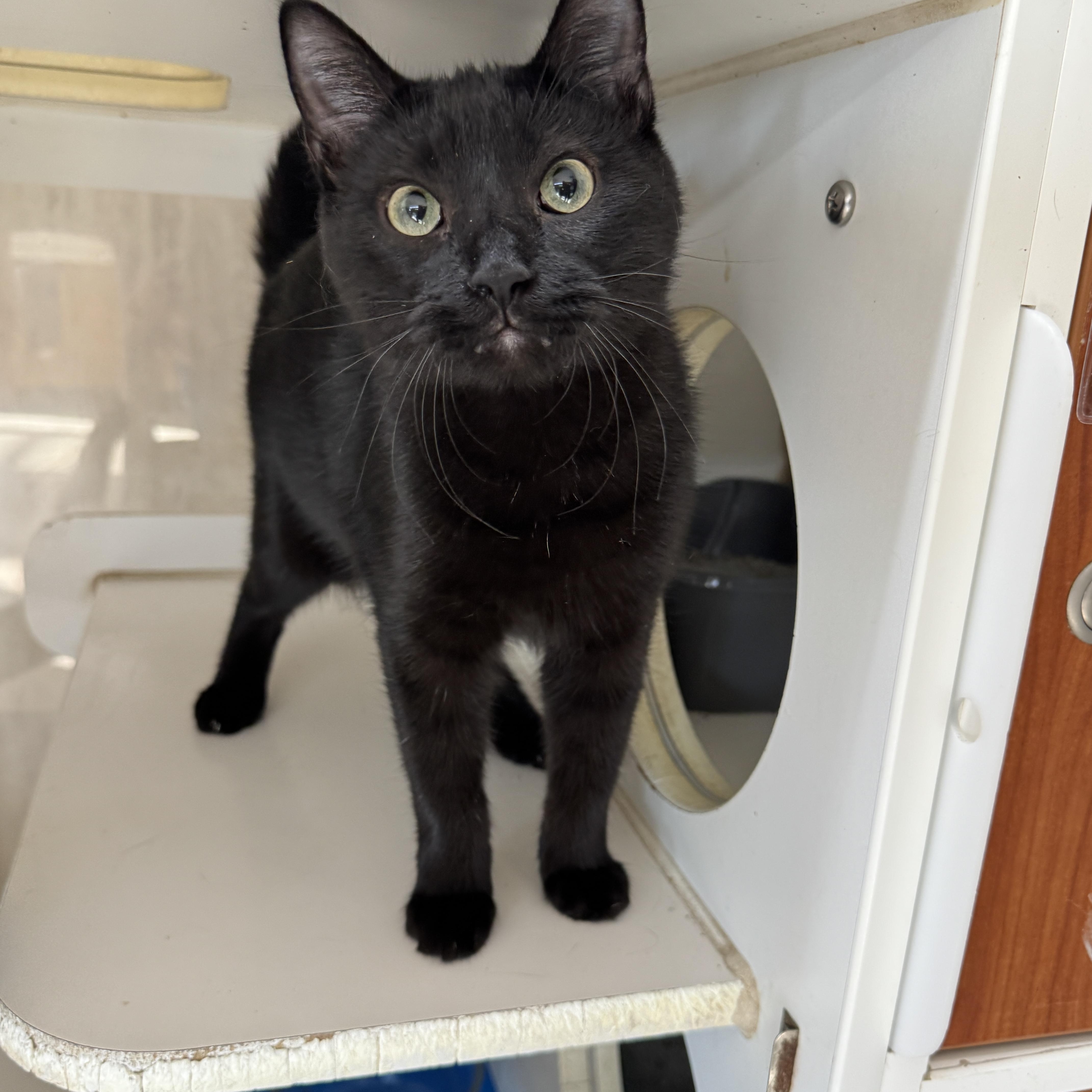 Cadet, Adoptable, Young Male Domestic Short Hair.