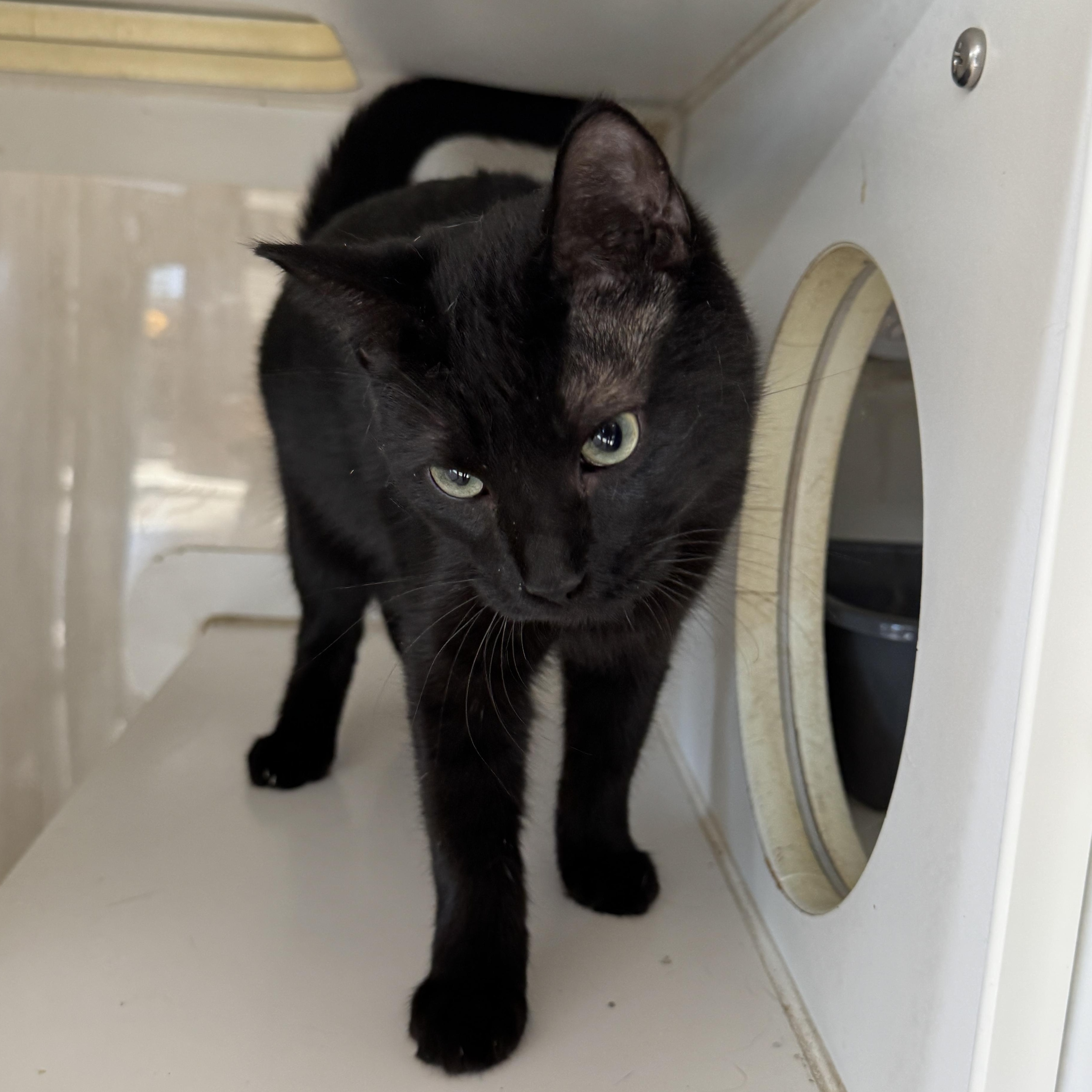 Enlarge Cadet, a Adoptable Domestic Short Hair in Breese, IL image 2/2