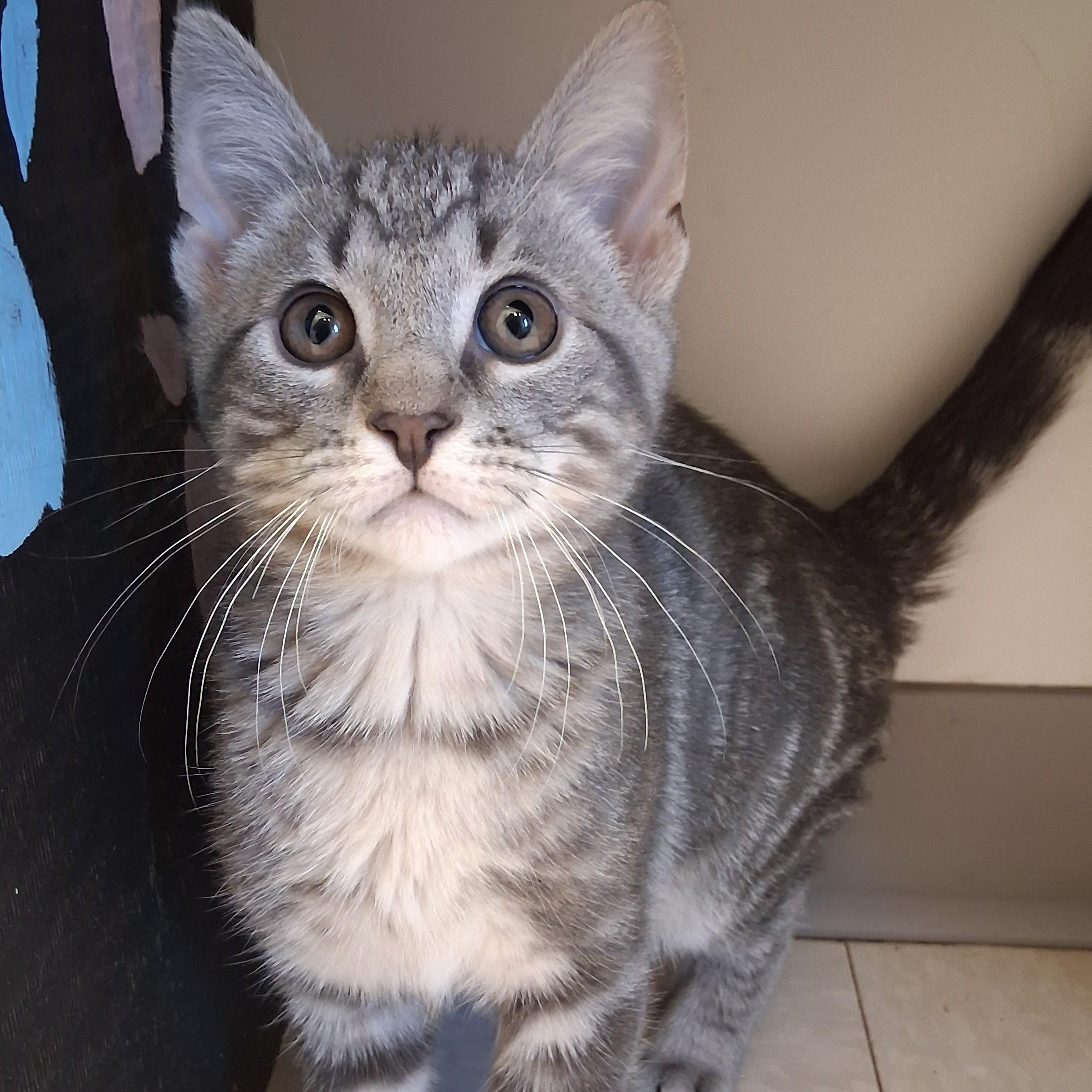 Enlarge Nemo, an adopted Domestic Short Hair in Belmont, NY image 2/2