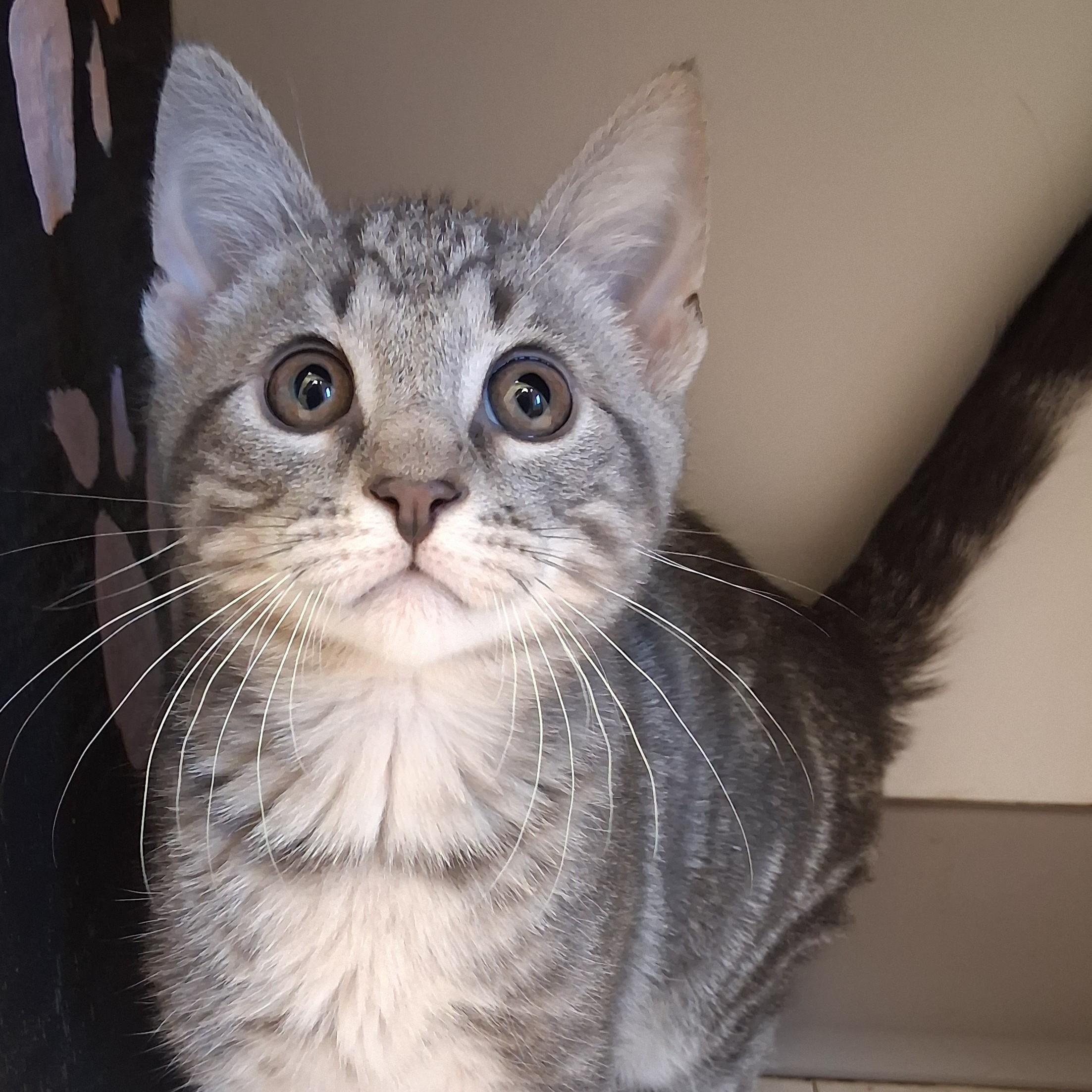 Nemo, adopted, Young Male Domestic Short Hair.