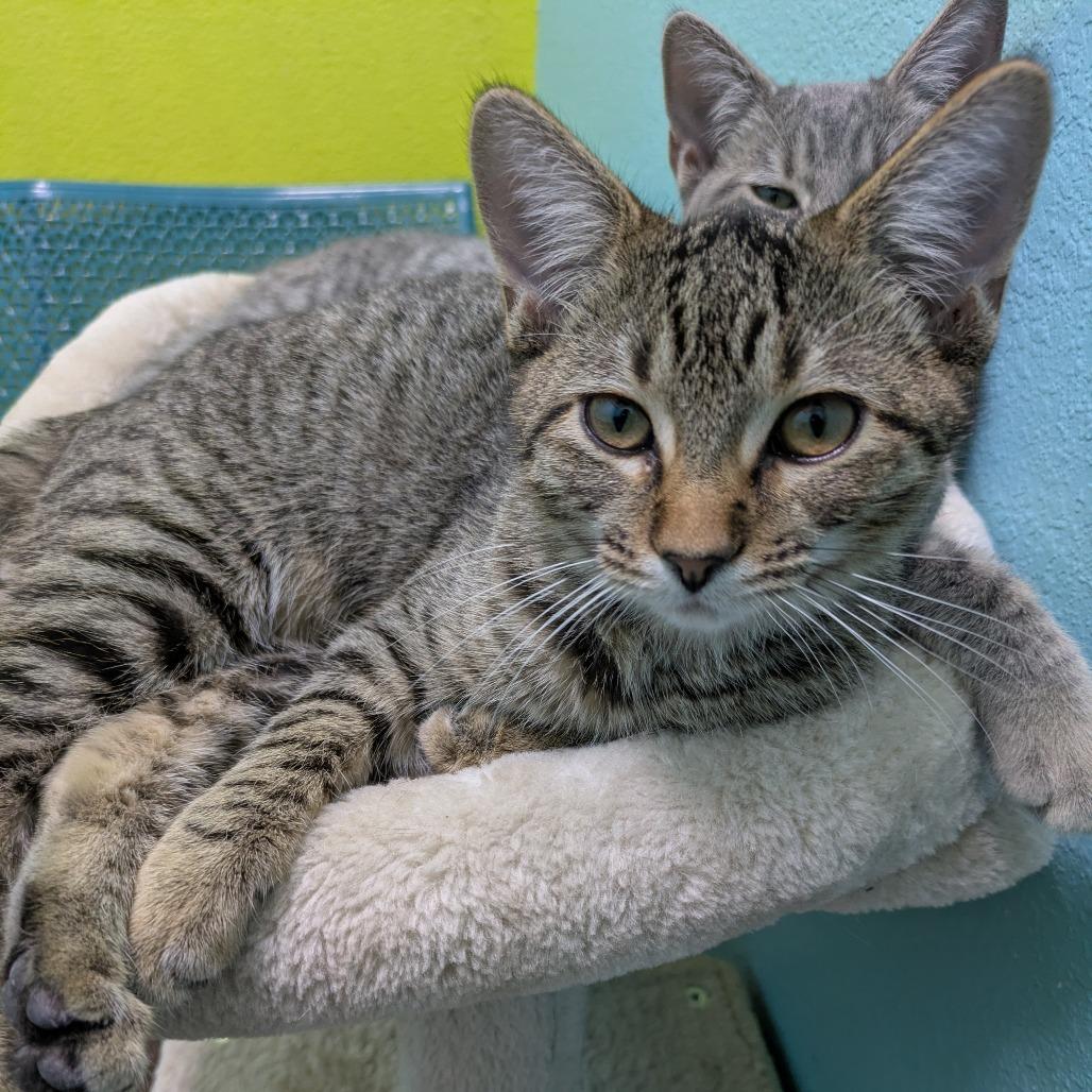 Tad, a Adoptable Domestic Short Hair in Springfield, MO image 1/5