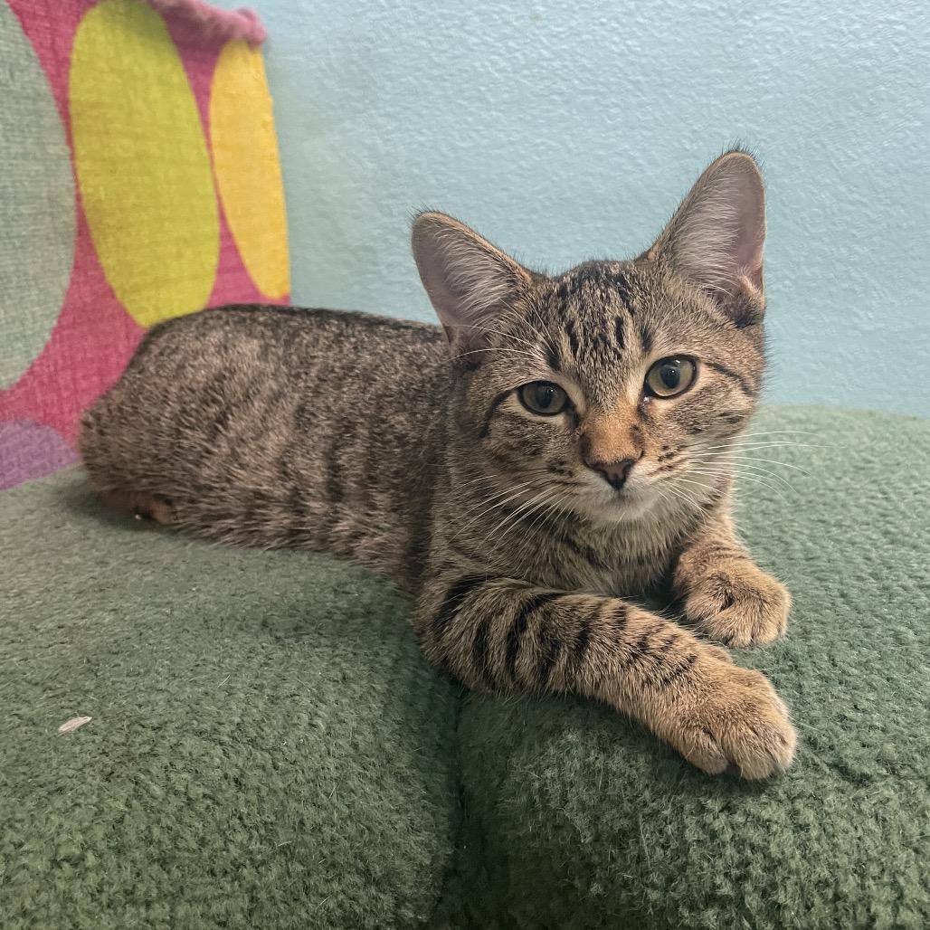 Tad, a Adoptable Domestic Short Hair in Springfield, MO image 2/5