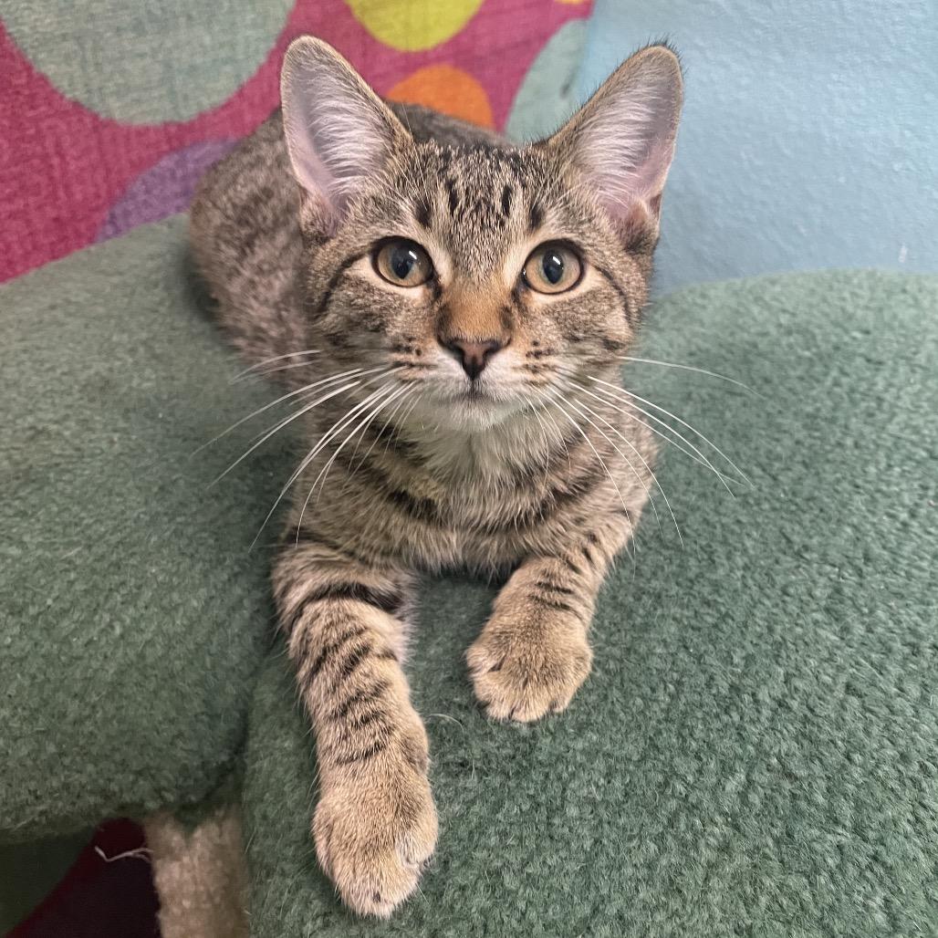 Tad, a Adoptable Domestic Short Hair in Springfield, MO image 3/5