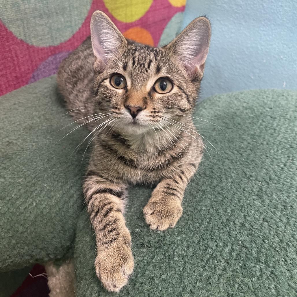 Tad, a Adoptable Domestic Short Hair in Springfield, MO image 4/5