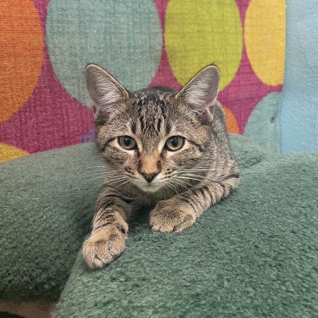 Tad, a Adoptable Domestic Short Hair in Springfield, MO image 5/5