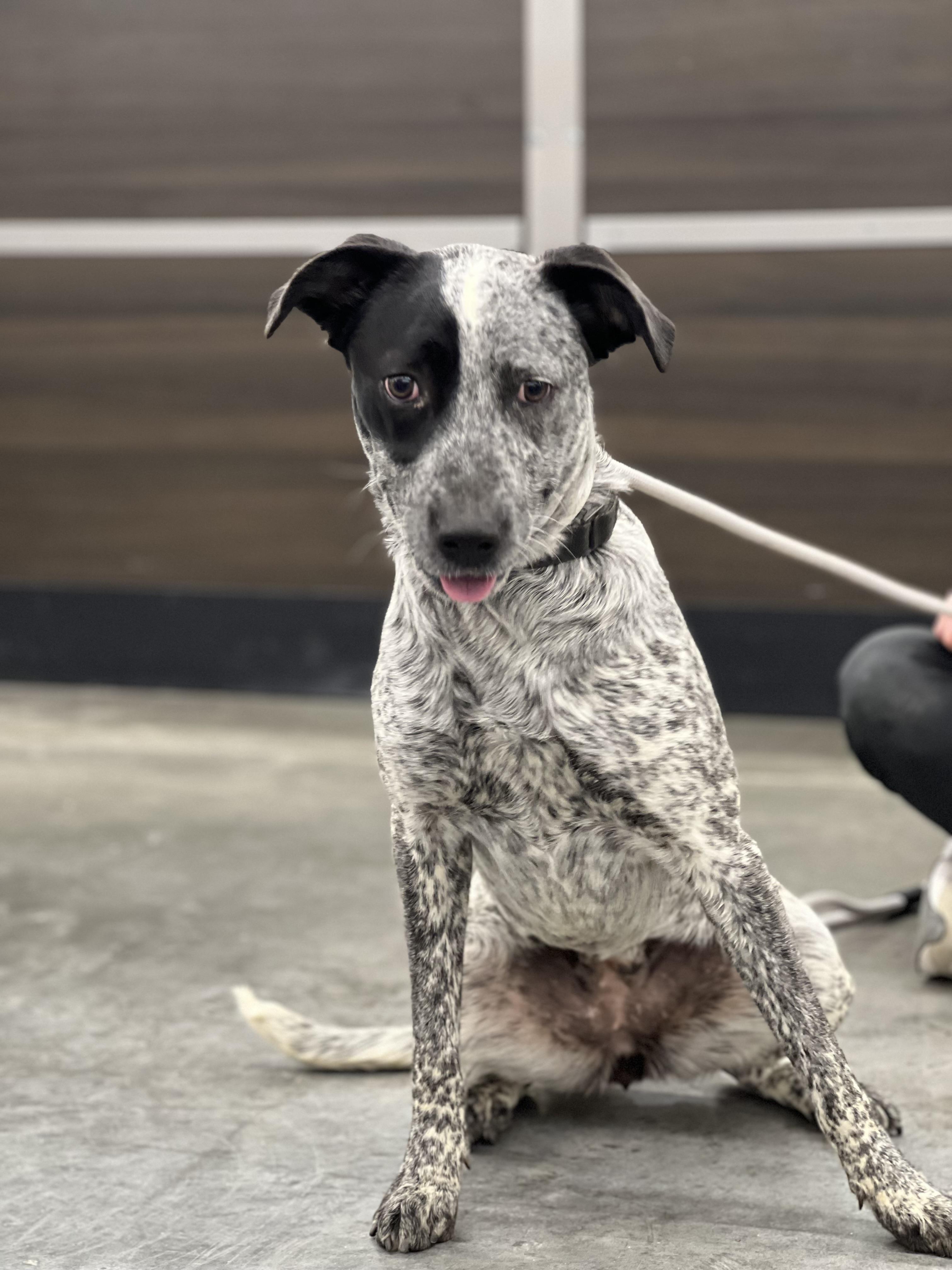 Skye — thumbnail 3