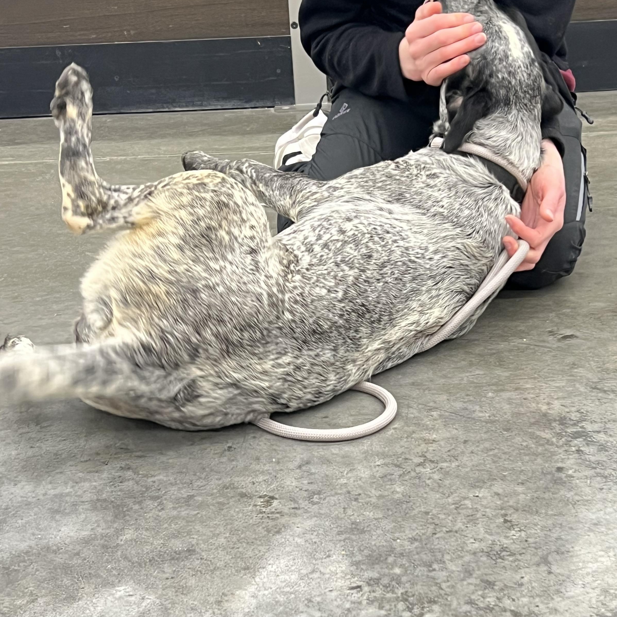 Skye — thumbnail 4