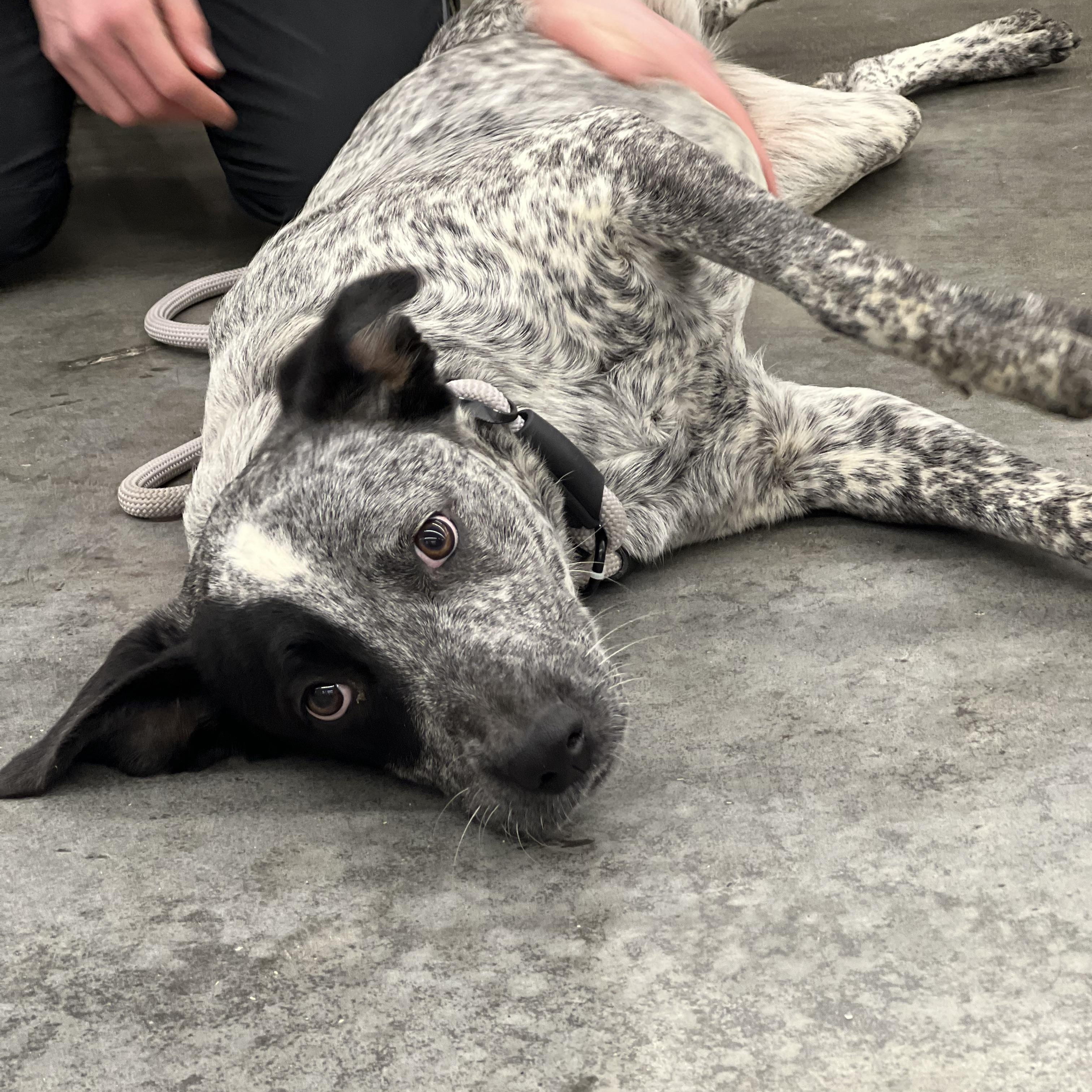 Skye — thumbnail 5