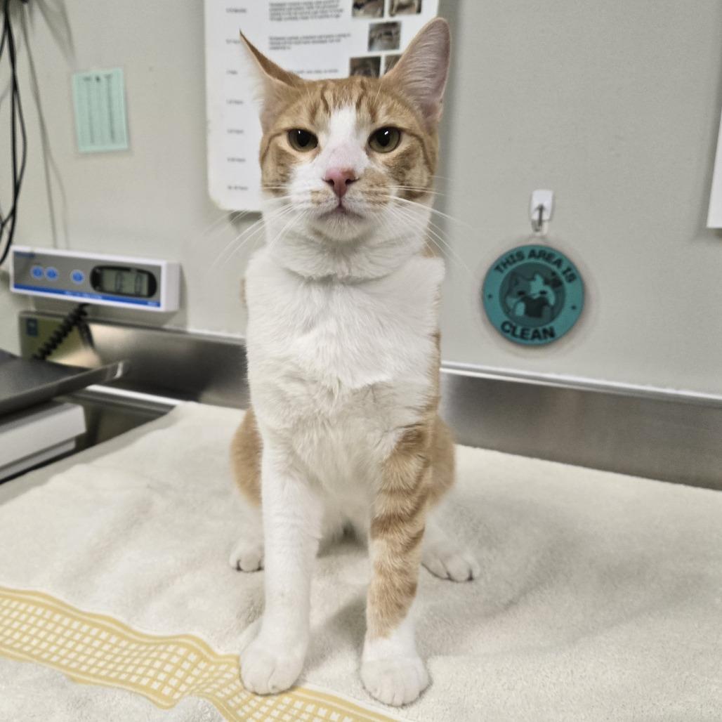 Enlarge Road Runner, a Adoptable Domestic Short Hair in Saint Cloud, MN image 1/3