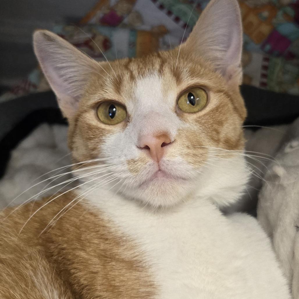 Enlarge Road Runner, a Adoptable Domestic Short Hair in Saint Cloud, MN image 2/3