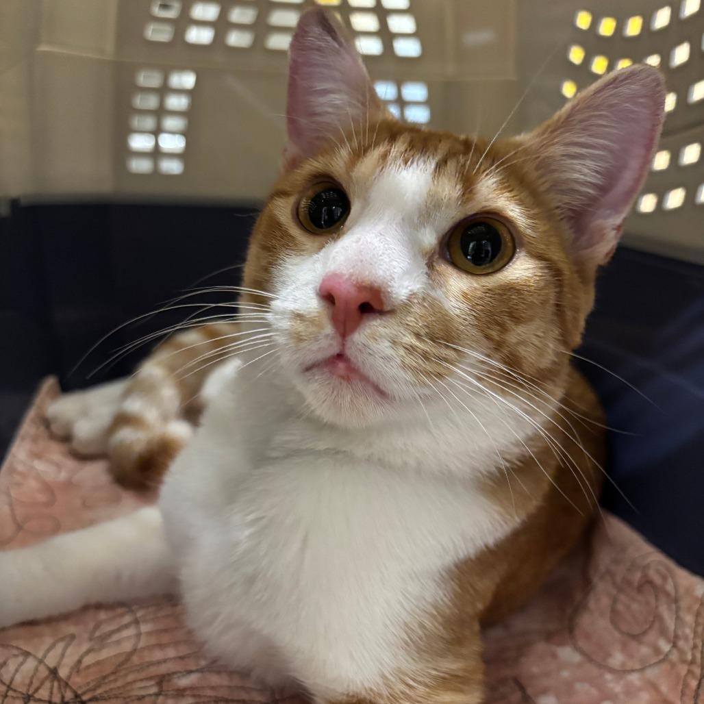 Enlarge Road Runner, a Adoptable Domestic Short Hair in Saint Cloud, MN image 3/3