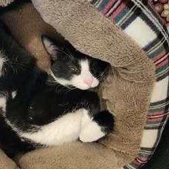 Gus, a Adoptable Domestic Short Hair in Marshall, TX image 1/4