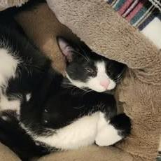 Gus, a Adoptable Domestic Short Hair in Marshall, TX image 3/4