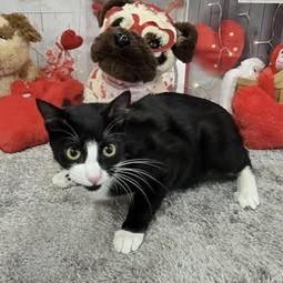 Gus, a Adoptable Domestic Short Hair in Marshall, TX image 4/4