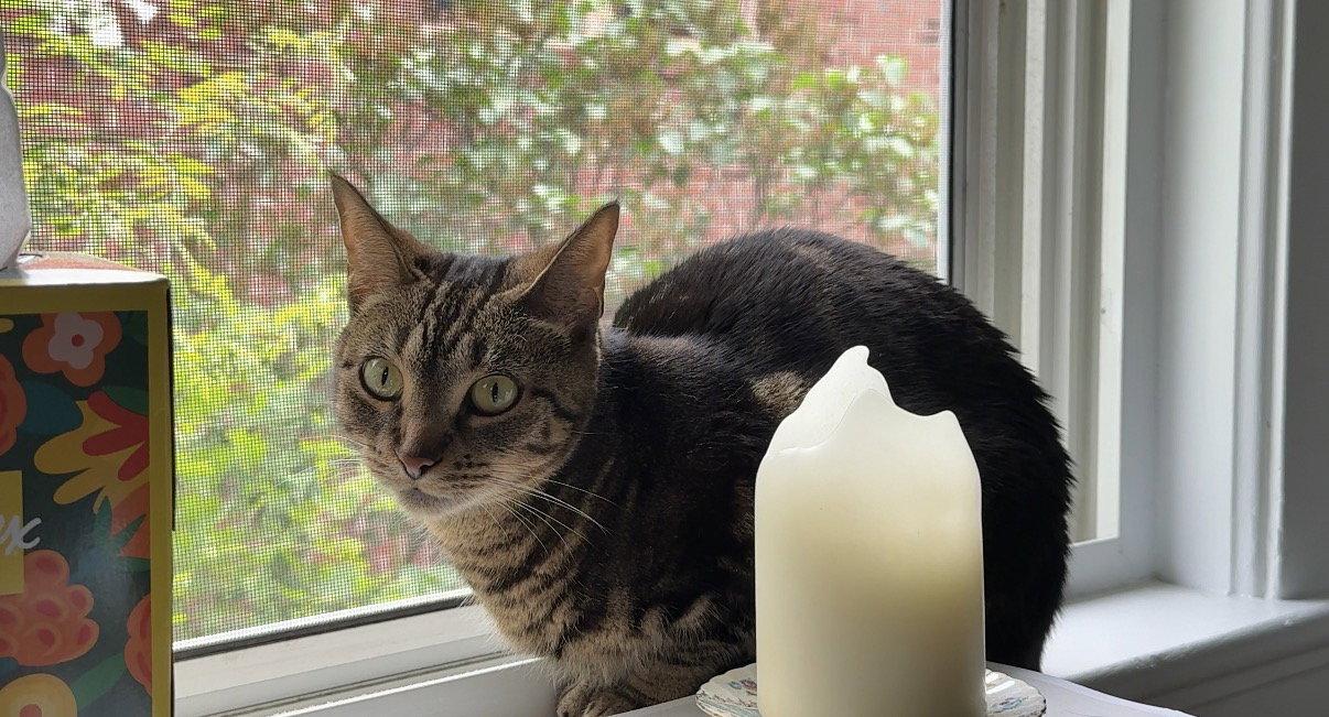 Nina, Adopted, Young Female Domestic Short Hair.