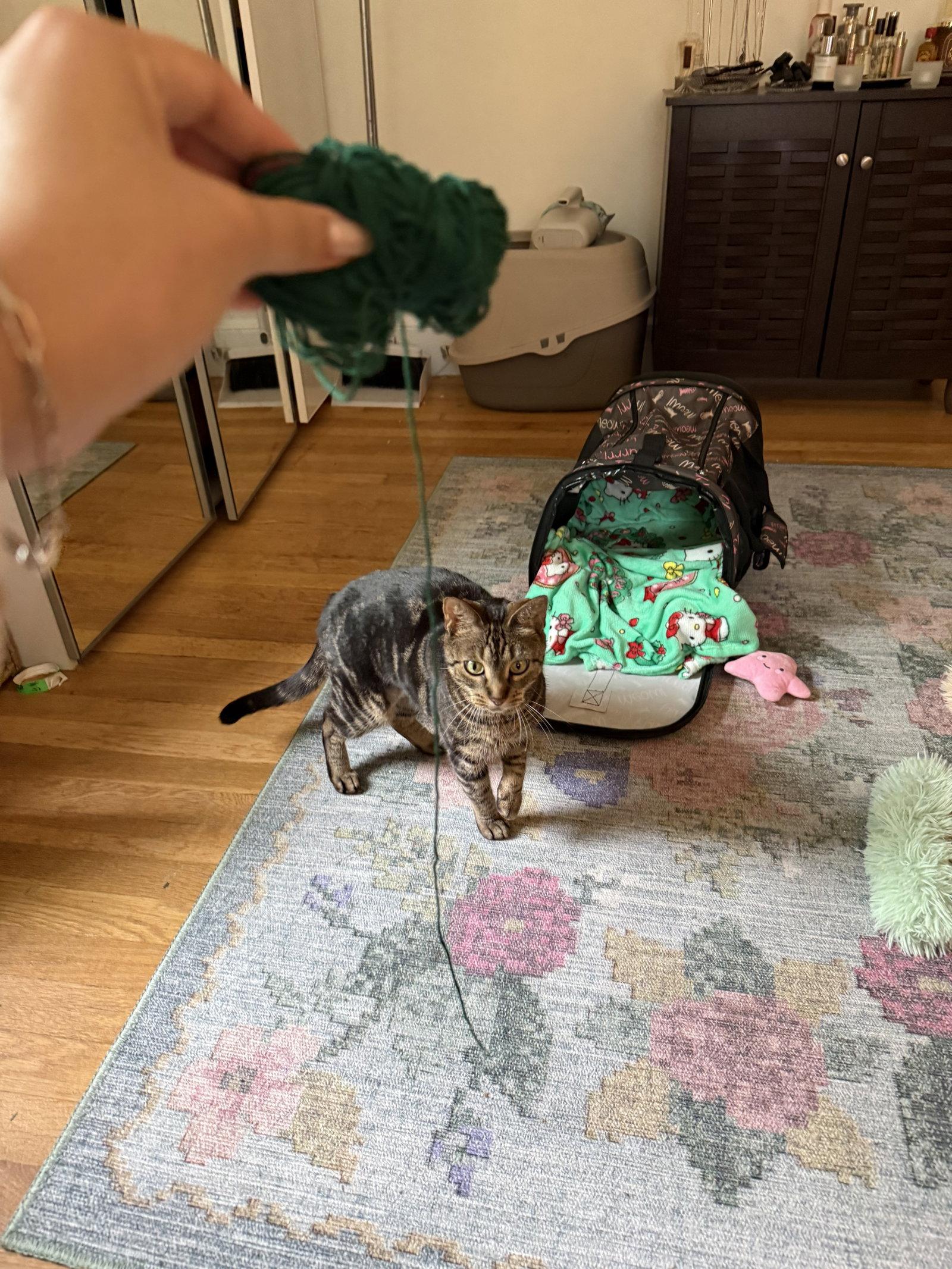 Enlarge Nina, a Adopted Domestic Short Hair in Somerville, MA image 3/3