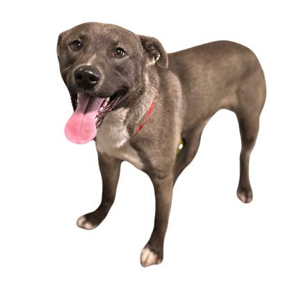 Enlarge Hollis, a ADOPTABLE mixed breed in Red Bluff, CA image 2/2