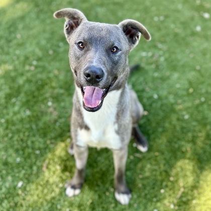 Hollis, ADOPTABLE, Young Male Shepherd.