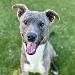 Hollis, a ADOPTABLE mixed breed in Red Bluff, CA image 1/2