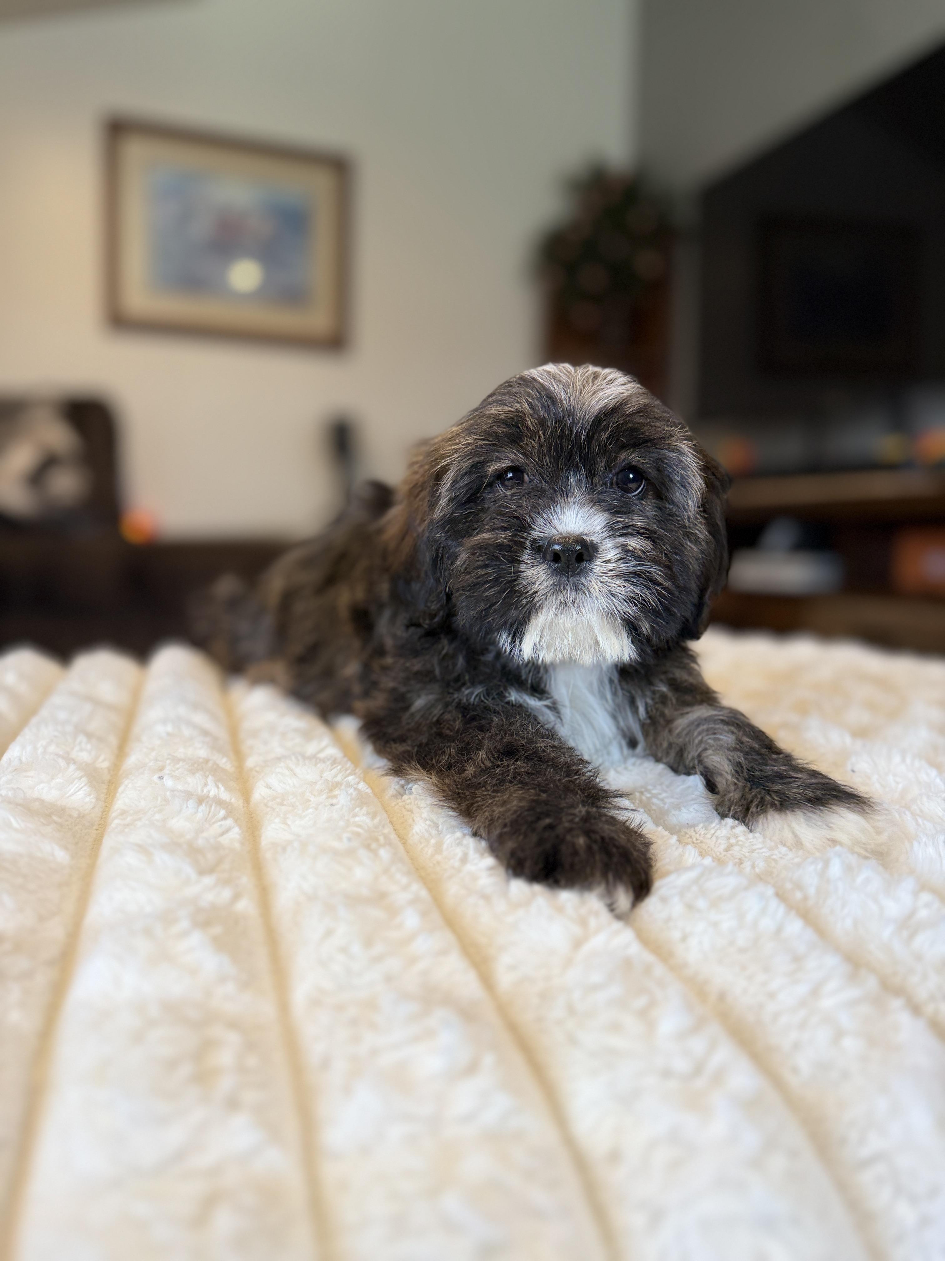 Madeline thumbnail 4