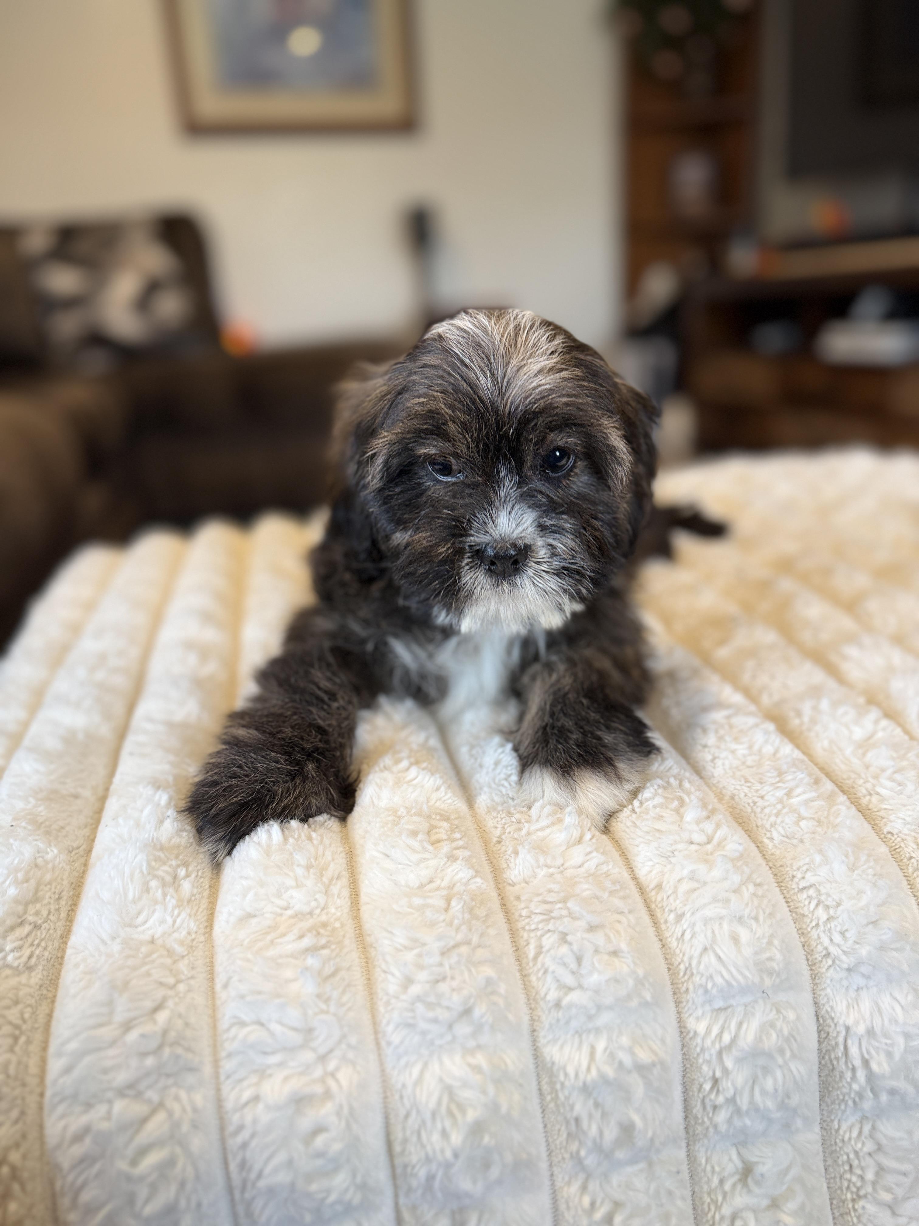 Madeline thumbnail 3