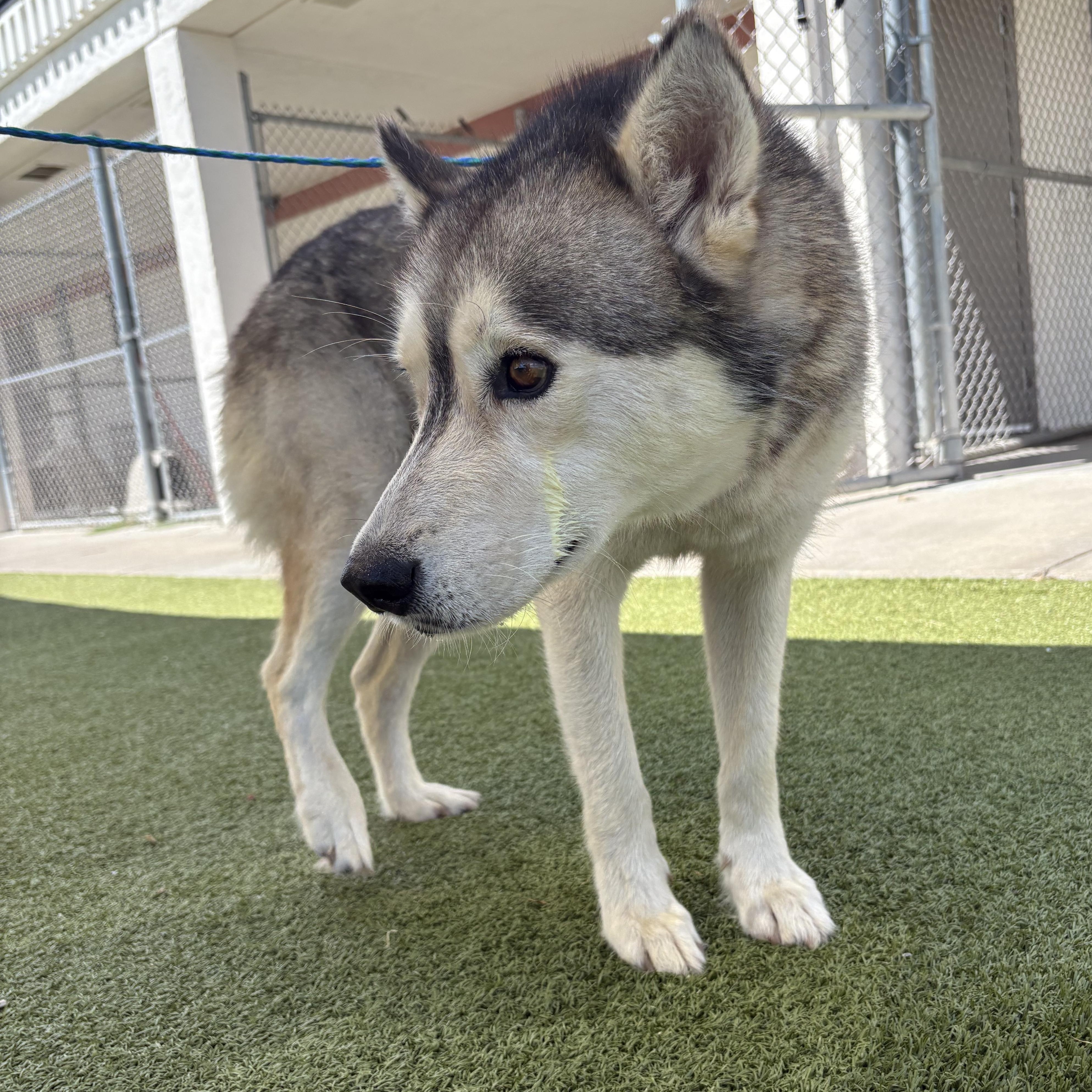 Juno, a ADOPTABLE mixed breed in Hays, KS image 2/6