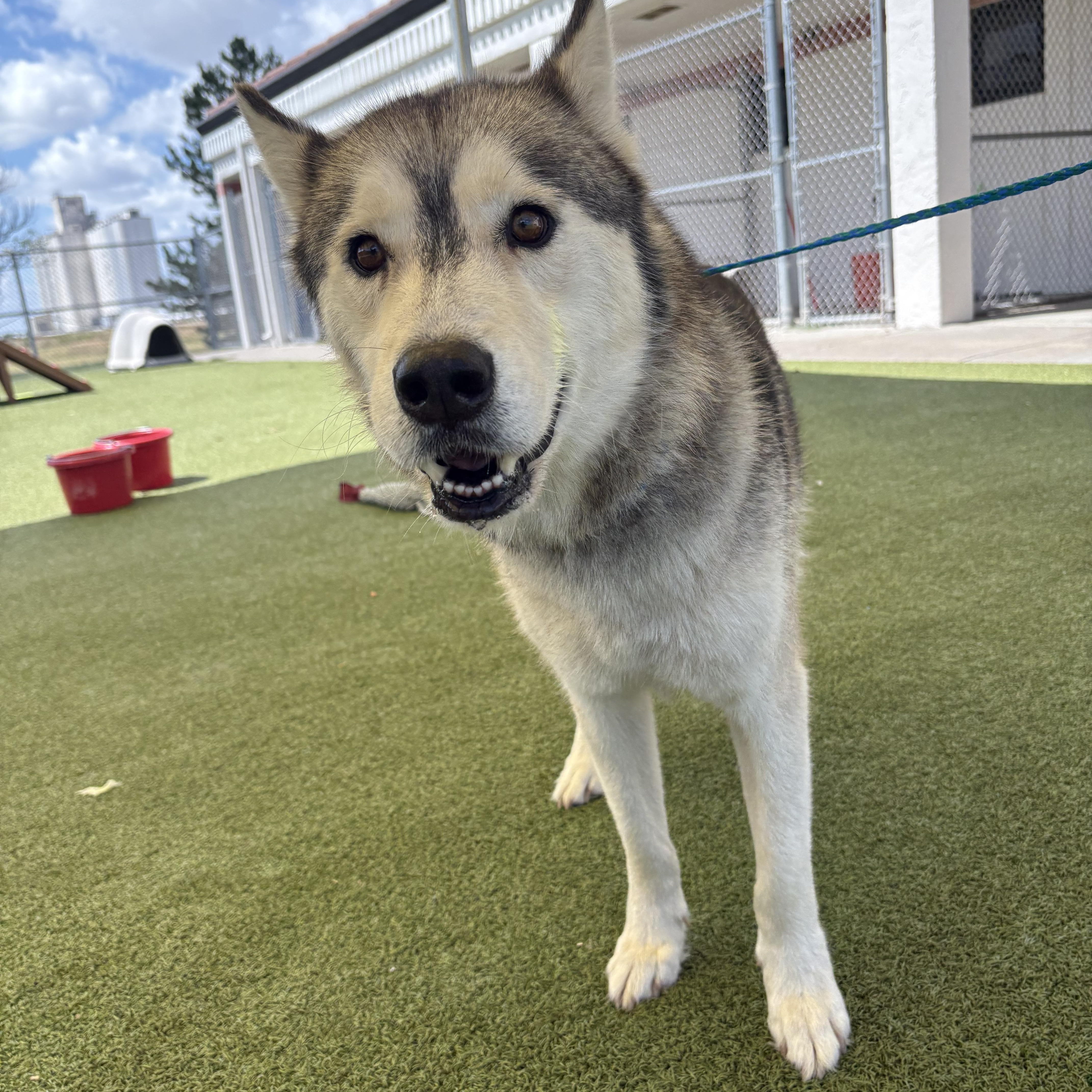 Juno, ADOPTABLE, Adult Male Husky.
