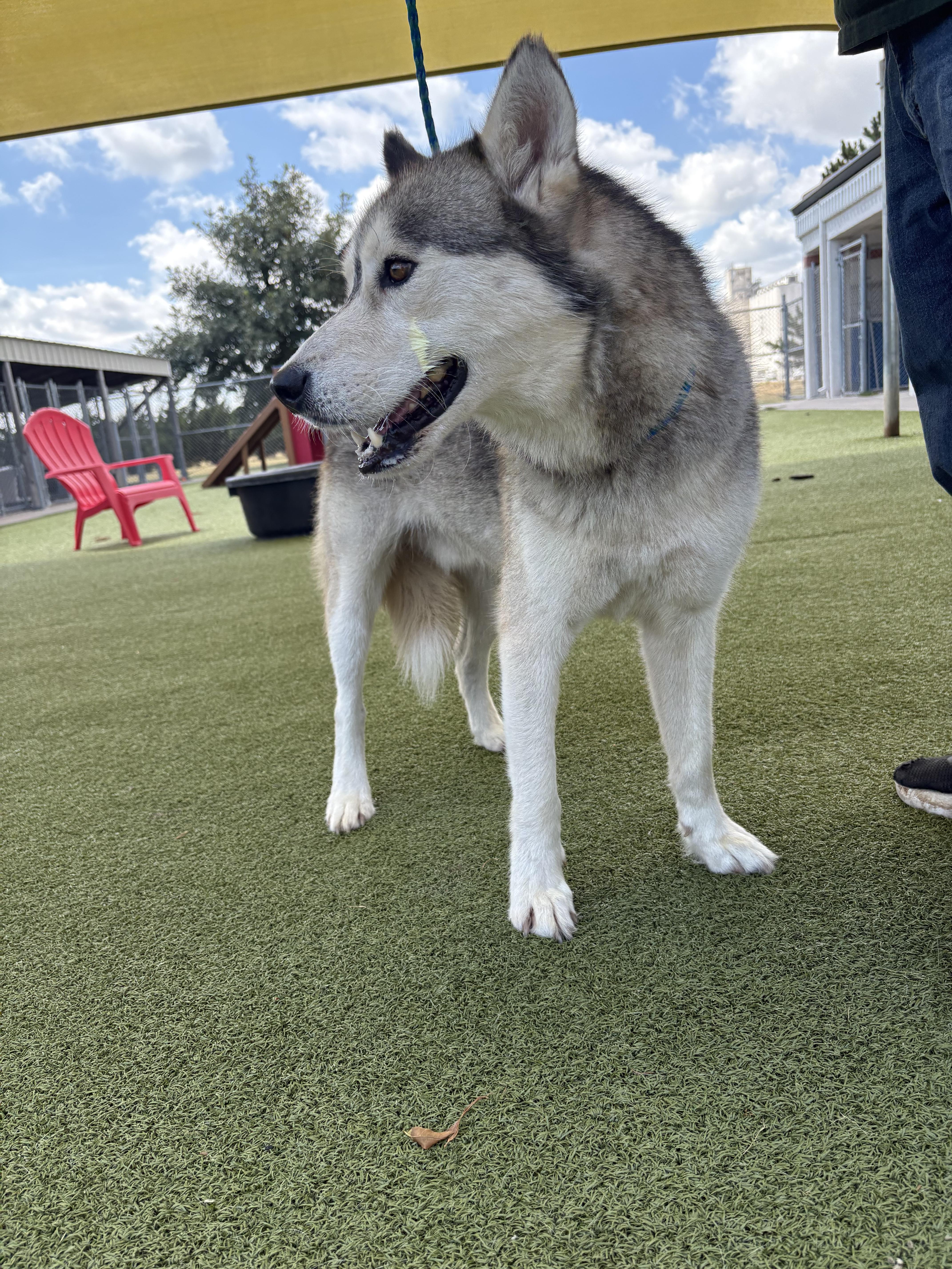Juno, a ADOPTABLE mixed breed in Hays, KS image 6/6